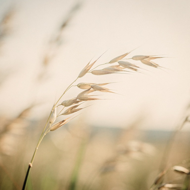 A delicate sprig of wheat or oats swaying gently in a breeze... | ShopAyahuascaRetreats