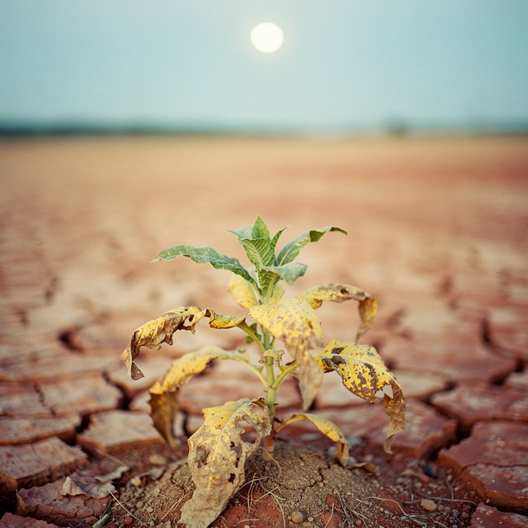 A lone, battered tobacco plant stands in a barren, cracked c... | ShopAyahuascaRetreats