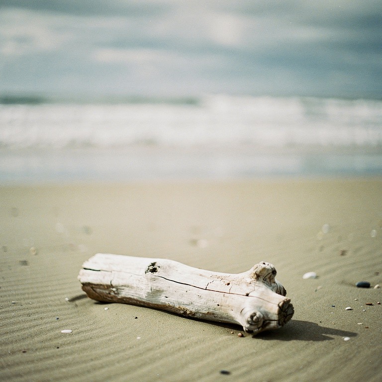 A weathered, driftwood log on a sandy beach, worn smooth by ... | ShopAyahuascaRetreats