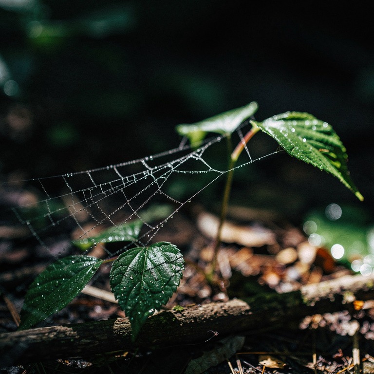 Spider's web stretched between two leaves with morning dew | ShopAyahuascaRetreats