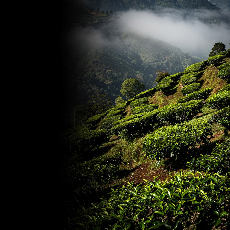 Tea plantation terraces with bright green new leaves, mounta... | ShopAyahuascaRetreats
