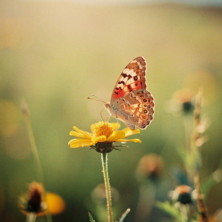 A solitary butterfly perched on a vibrant wildflower, with w... | ShopAyahuascaRetreats