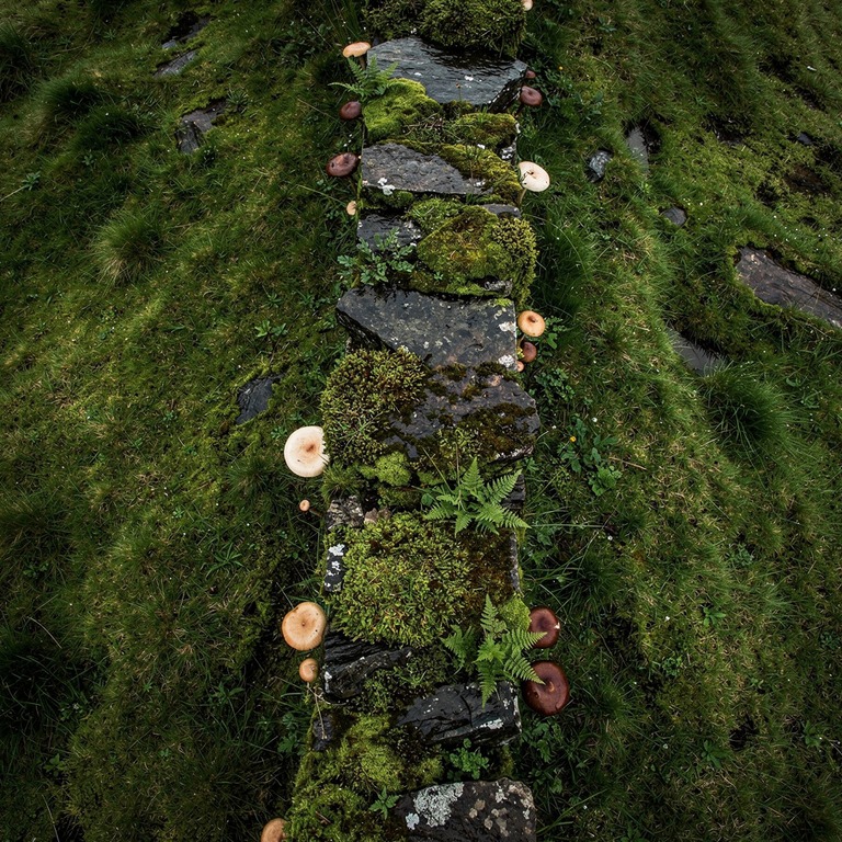 A weathered, stone wall winds its way across a rolling, emer... | ShopAyahuascaRetreats