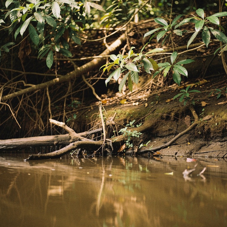 Amazon riverbank with overhanging branches and reflective da... | ShopAyahuascaRetreats