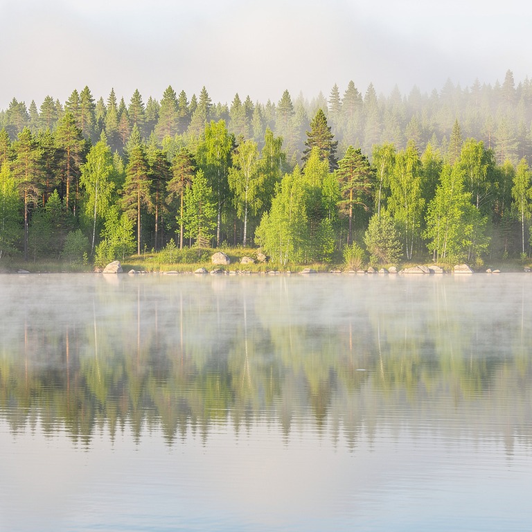 Mist rising from a calm lake, forest reflected in still wate... | ShopAyahuascaRetreats