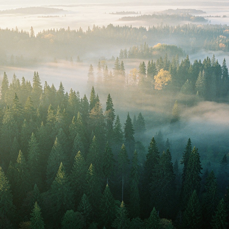 Misty fir forest at dawn, layered silhouettes | ShopAyahuascaRetreats