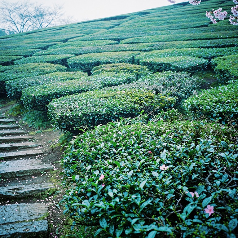 A terraced hillside with lush green tea plants, winding ston... | ShopAyahuascaRetreats