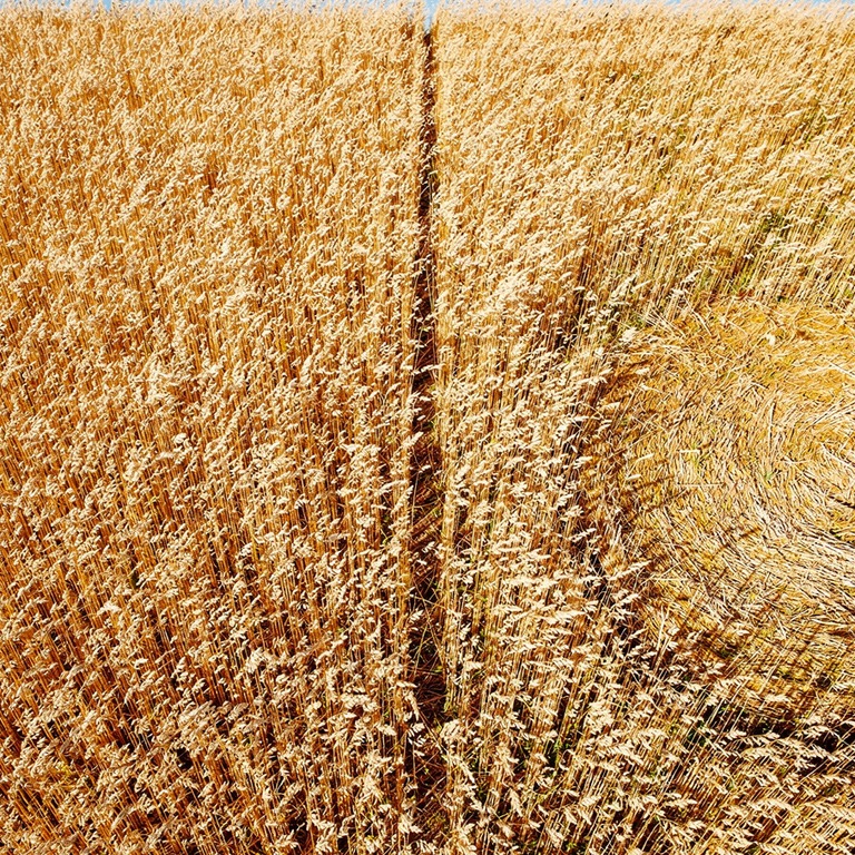 A vast, open field of wheat or oats, swaying gently in the b... | ShopAyahuascaRetreats