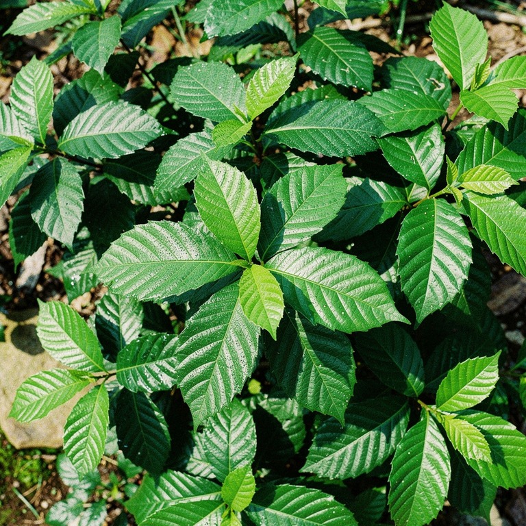 Coca plant leaves in bright morning sunshine, sharp green de... | ShopAyahuascaRetreats
