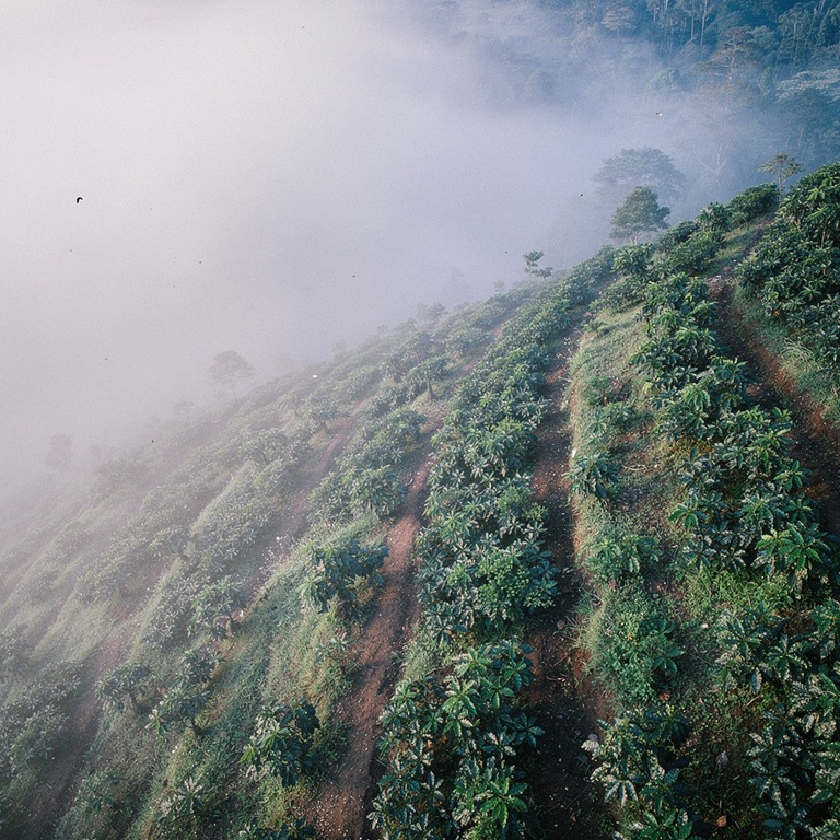 Coffee plantation hillside at dawn, mist between rows of pla... | ShopAyahuascaRetreats