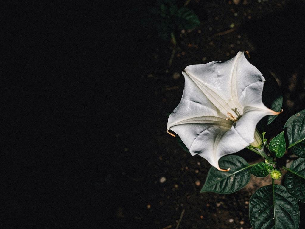 Side Banner Image 4
