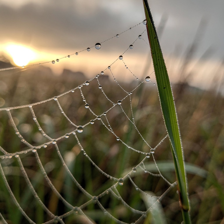 A close-up of a fragile, dew-kissed spider web clinging to a... | ShopAyahuascaRetreats