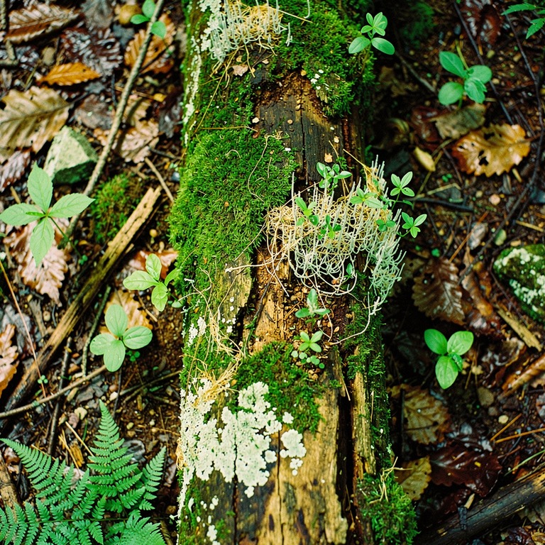 A fallen tree trunk in a forest, covered in moss, lichen, an... | ShopAyahuascaRetreats