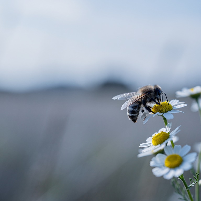 A solitary bee collecting nectar from a patch of wild chamom... | ShopAyahuascaRetreats