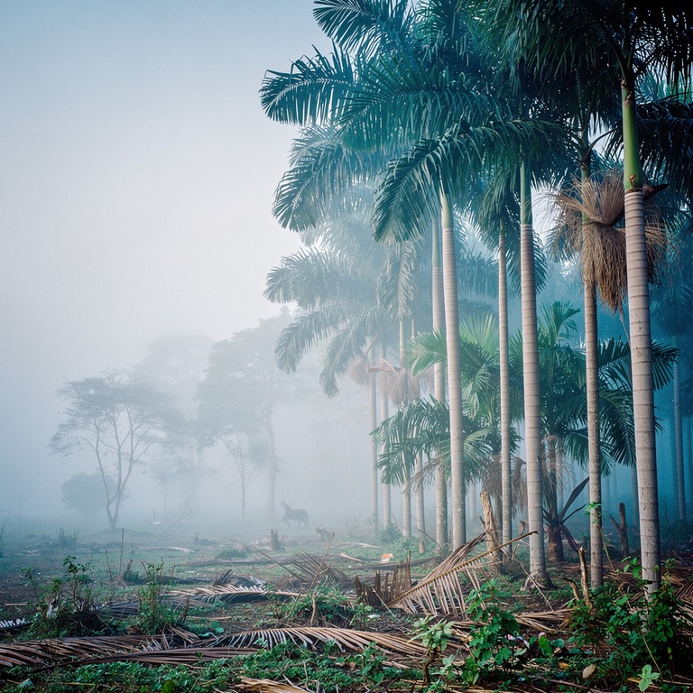 Heart of palm tree grove in a clearing, slender trunks reach... | ShopAyahuascaRetreats