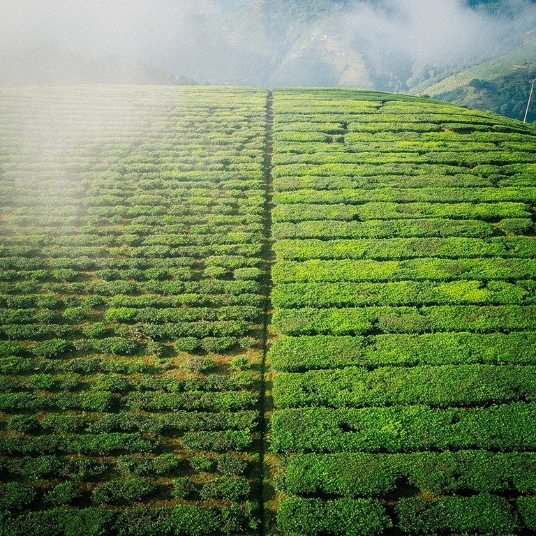 Tea plantation terraces with bright green new leaves, mounta... | ShopAyahuascaRetreats
