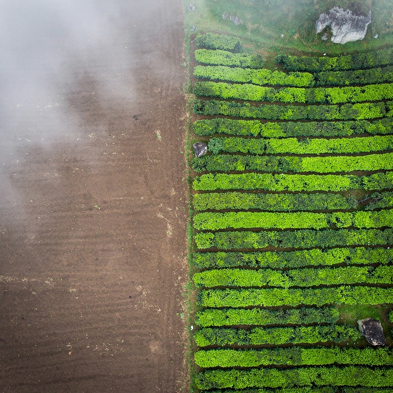 Tea plantation terraces with bright green new leaves, mounta... | ShopAyahuascaRetreats