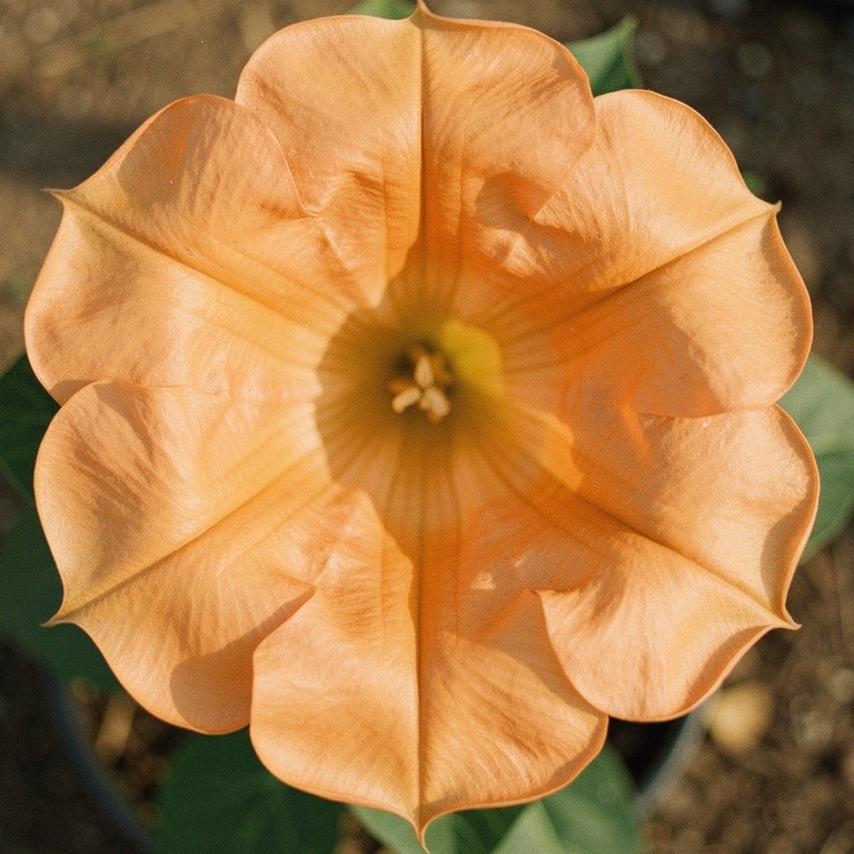 A close-up of a single, blooming Brugmansia flower, its deli... | ShopAyahuascaRetreats