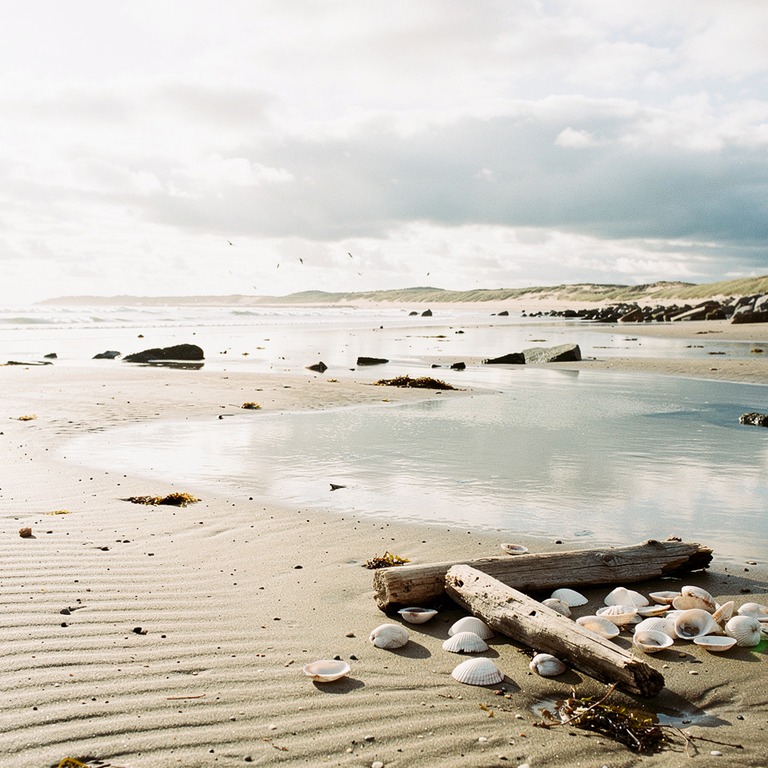 A sandy shore at low tide, with a few pieces of driftwood an... | ShopAyahuascaRetreats