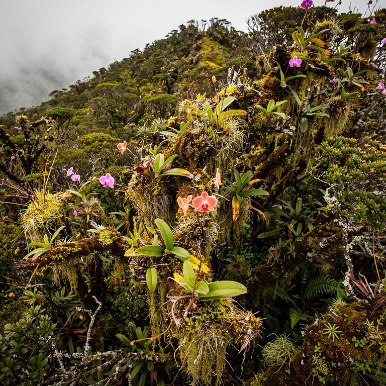 Cloud-forest ridge with epiphytes and orchids on every branc... | ShopAyahuascaRetreats