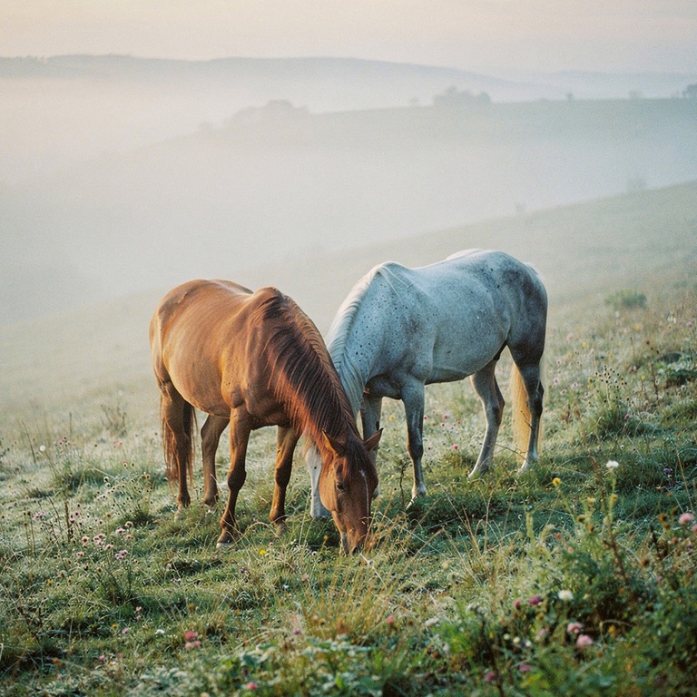 Pair of horses grazing in a misty meadow at dawn | ShopAyahuascaRetreats