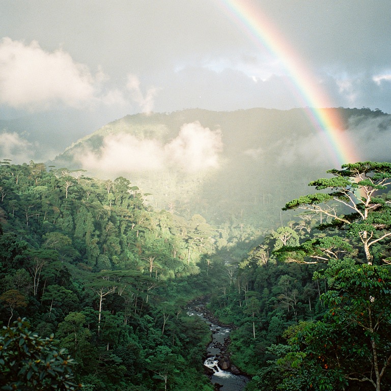 Rainbow arching over a misty rainforest valley after a storm | ShopAyahuascaRetreats
