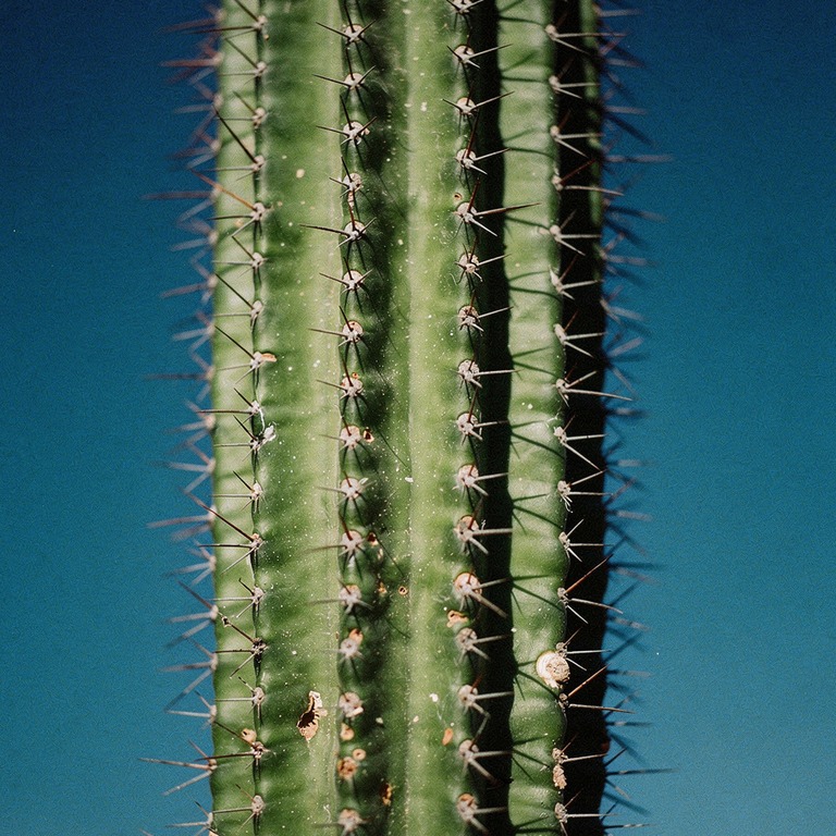 San Pedro cactus column rising against a deep blue sky, hars... | ShopAyahuascaRetreats
