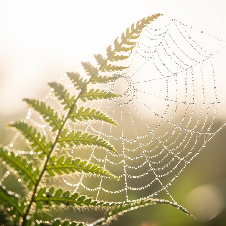A close-up of a delicate, dew-kissed spider web clinging to ... | ShopAyahuascaRetreats