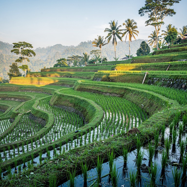 Bali rice terraces in late afternoon golden light | ShopAyahuascaRetreats