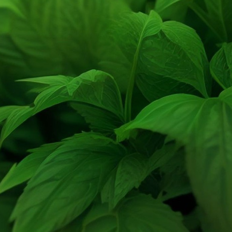 Coca plant leaves in bright morning sunshine, sharp green de... | ShopAyahuascaRetreats