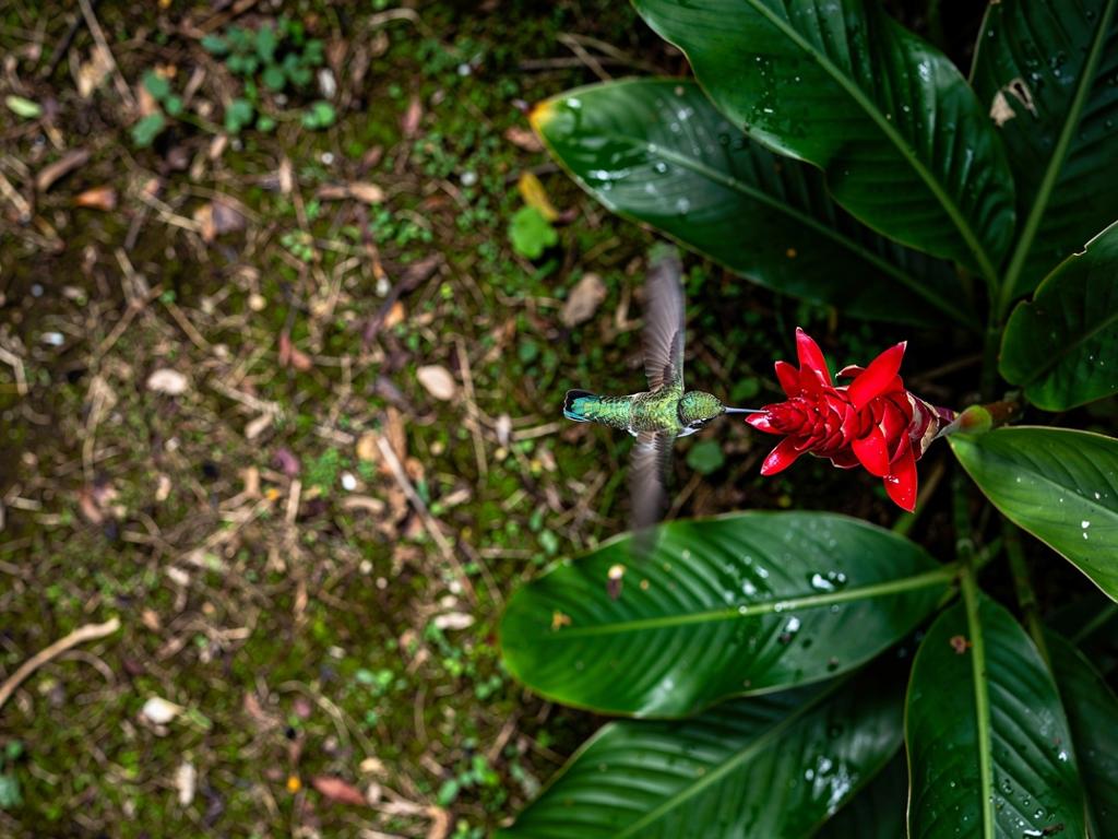 bolger image