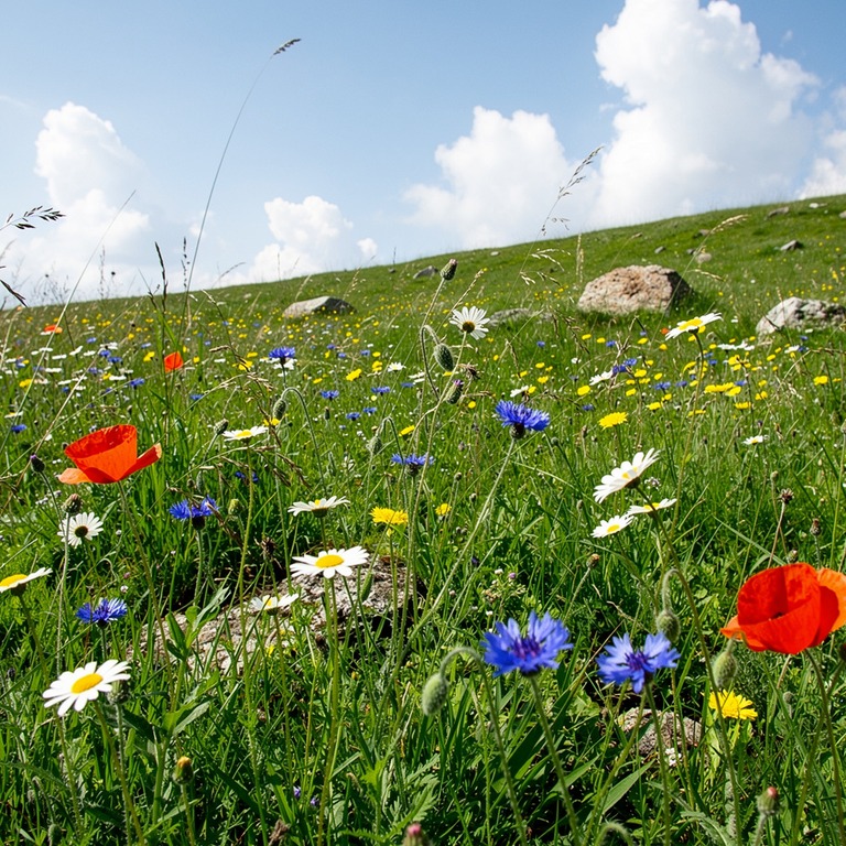 In a lush, green meadow, a variety of wildflowers sway gentl... | ShopAyahuascaRetreats
