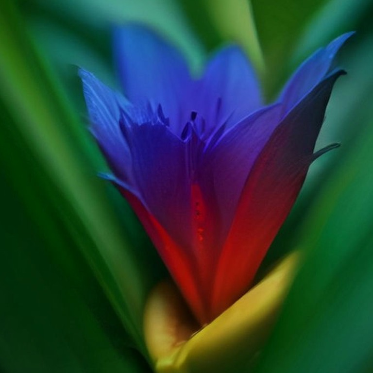 Poison dart frog on a bromeliad leaf, vibrant blue against g... | ShopAyahuascaRetreats