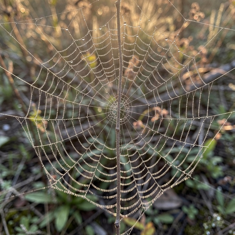 A close-up of a delicate, translucent spider web clinging to... | ShopAyahuascaRetreats