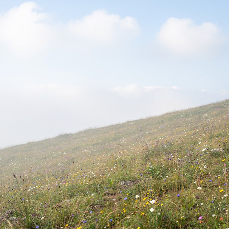 A misty, dreamy landscape of a rolling hillside with a mix o... | ShopAyahuascaRetreats