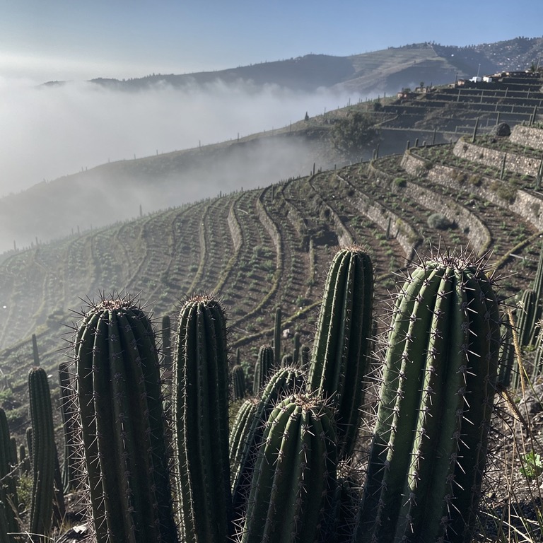 A sunny terraced hillsides with rows of carefully tended San... | ShopAyahuascaRetreats