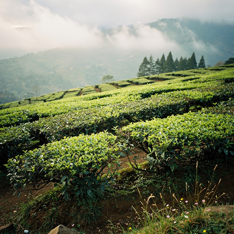 Tea plantation terraces with bright green new leaves, mounta... | ShopAyahuascaRetreats