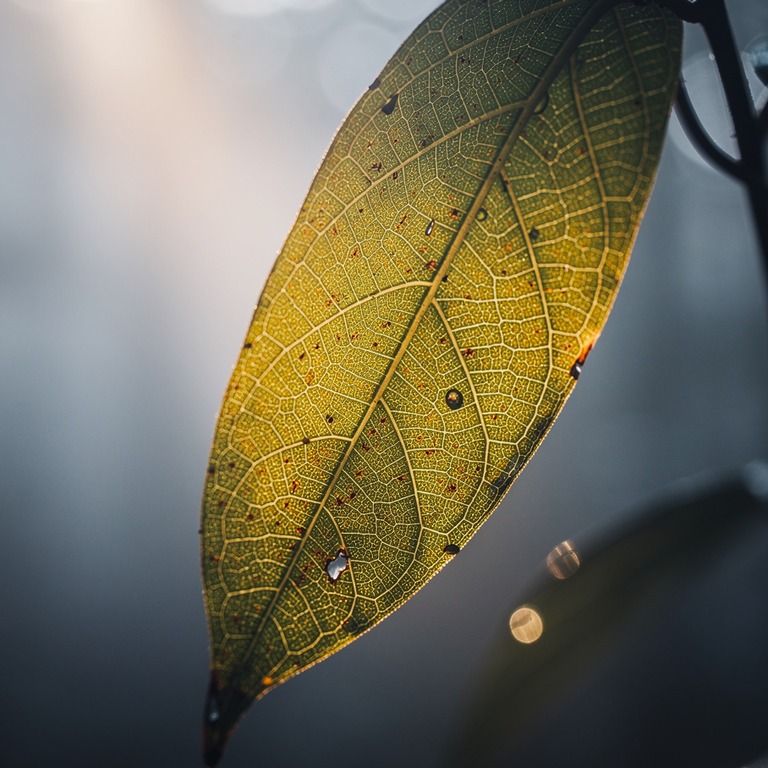 A macro photograph captures the intricate details of a singl... | ShopAyahuascaRetreats