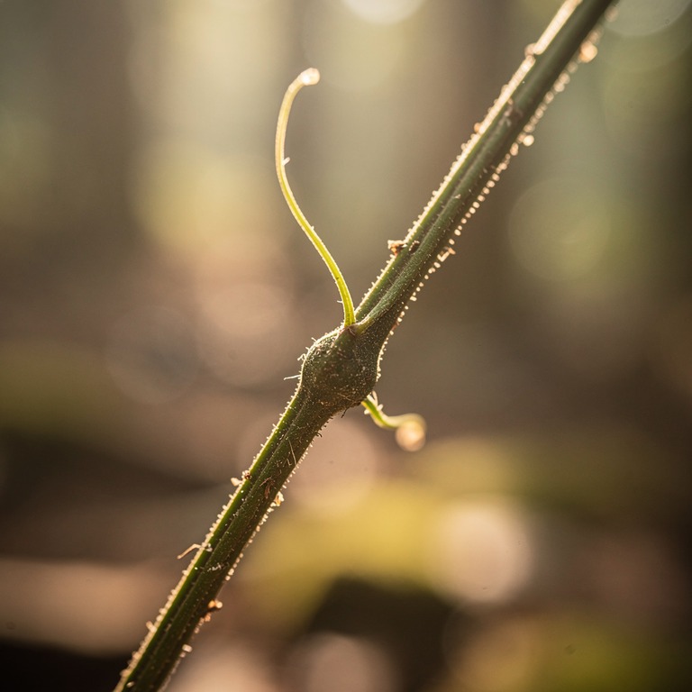 A macro shot of a single, delicate ayahuasca vine tendril, b... | ShopAyahuascaRetreats