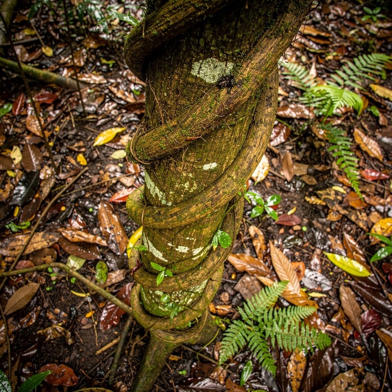 Ayahuasca vine wrapped around an old tree trunk, rainforest ... | ShopAyahuascaRetreats