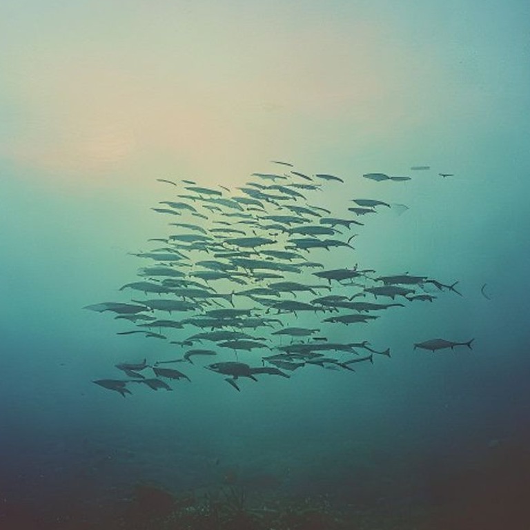 A school of sardines swim together in the clear waters of a ... | ShopAyahuascaRetreats