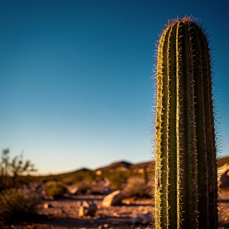 San Pedro cactus column rising against a deep blue sky, hars... | ShopAyahuascaRetreats