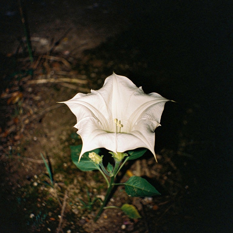 Single white datura flower at night, deep black around it | ShopAyahuascaRetreats