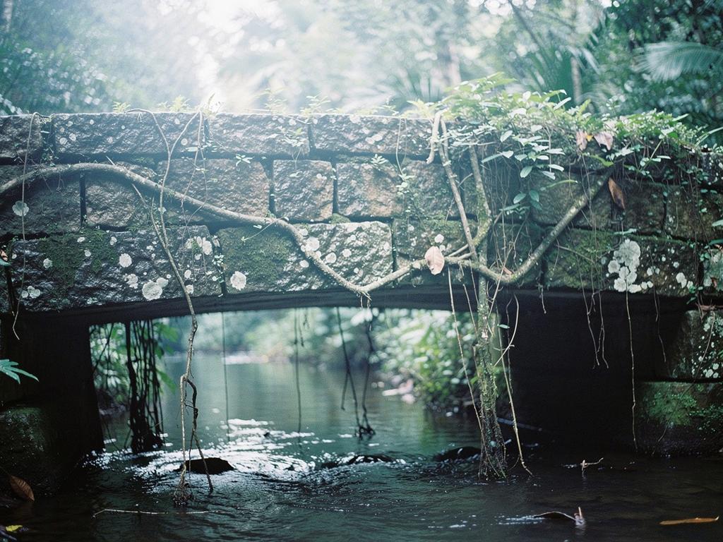 bolger image