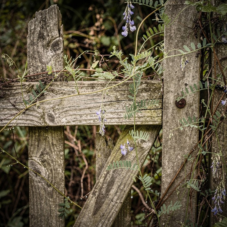 A closed, weathered wooden gate at the edge of a dense thick... | ShopAyahuascaRetreats