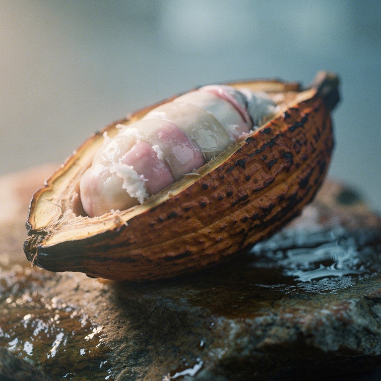 A macro view of a cacao pod, split open to reveal its vibran... | ShopAyahuascaRetreats