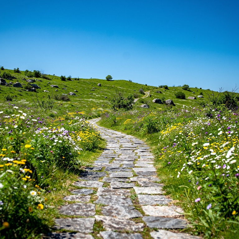 A quiet, empty stone path winding through a rolling pasture,... | ShopAyahuascaRetreats