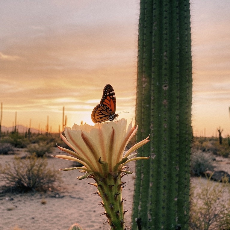 A solitary monarch butterfly perched on a blooming San Pedro... | ShopAyahuascaRetreats