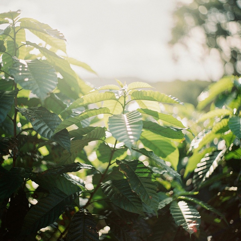 Coca plant leaves in bright morning sunshine, sharp green de... | ShopAyahuascaRetreats